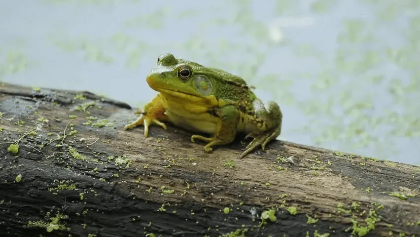 Kermit is a Kotlin Multiplatform logging utility with composable log outputs. The library provides prebuilt loggers for outputting to platform logging tools such as Logcat and NSLog.